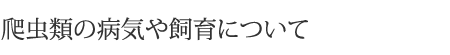 爬虫類の病気や飼育について