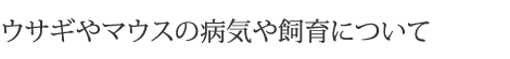 ウサギやフェレットなどの病気や飼育について