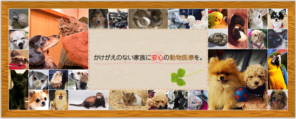 かけがえのない家族に安心の動物医療を。